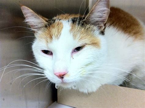 Most cats are located at our shelter at 111 W Hunting Park Ave, <b>Philadelphia</b>, PA. . Pets craigslist philadelphia